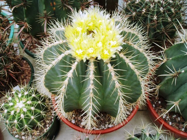 Ferocactus_glaucesens_2